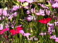 pink red flowers1980s 1990s A4 Photo Print