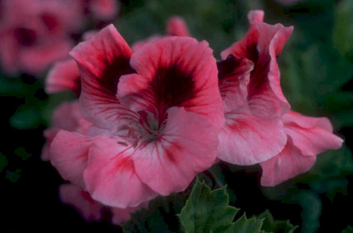pink red pelargonium 1980s 1990s A4 Photo Print