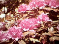 pink rhododendron flowers 21980s 1990s A4 Photo Print