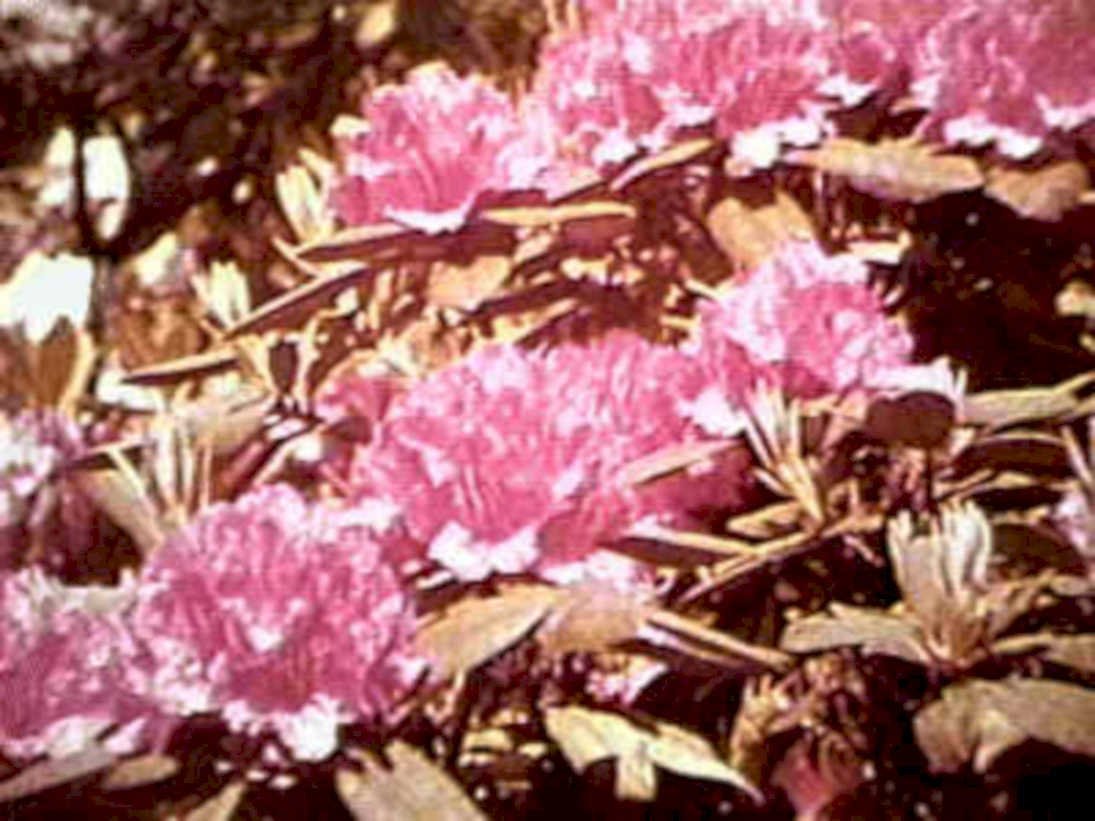 pink rhododendron flowers 21980s 1990s A4 Photo Print