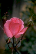 pink rose bloom 1980s 1990s A4 Photo Print 42