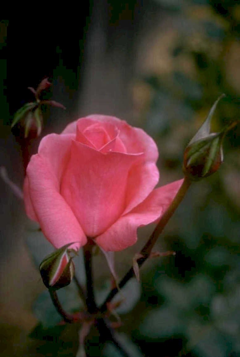 pink rose bloom 1980s 1990s A4 Photo Print 42