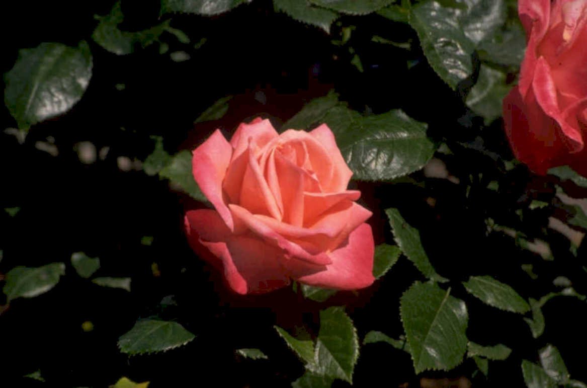 pink rose bloom 1980s 1990s A4 Photo Print