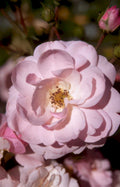 pink rose bloom Vintage A4 Photo Print