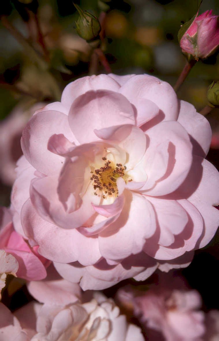pink rose bloom Vintage A4 Photo Print