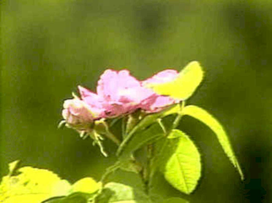 pink rose bloom1980s 1990s A4 Photo Print 42