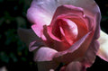 pink rose bloom1980s 1990s A4 Photo Print