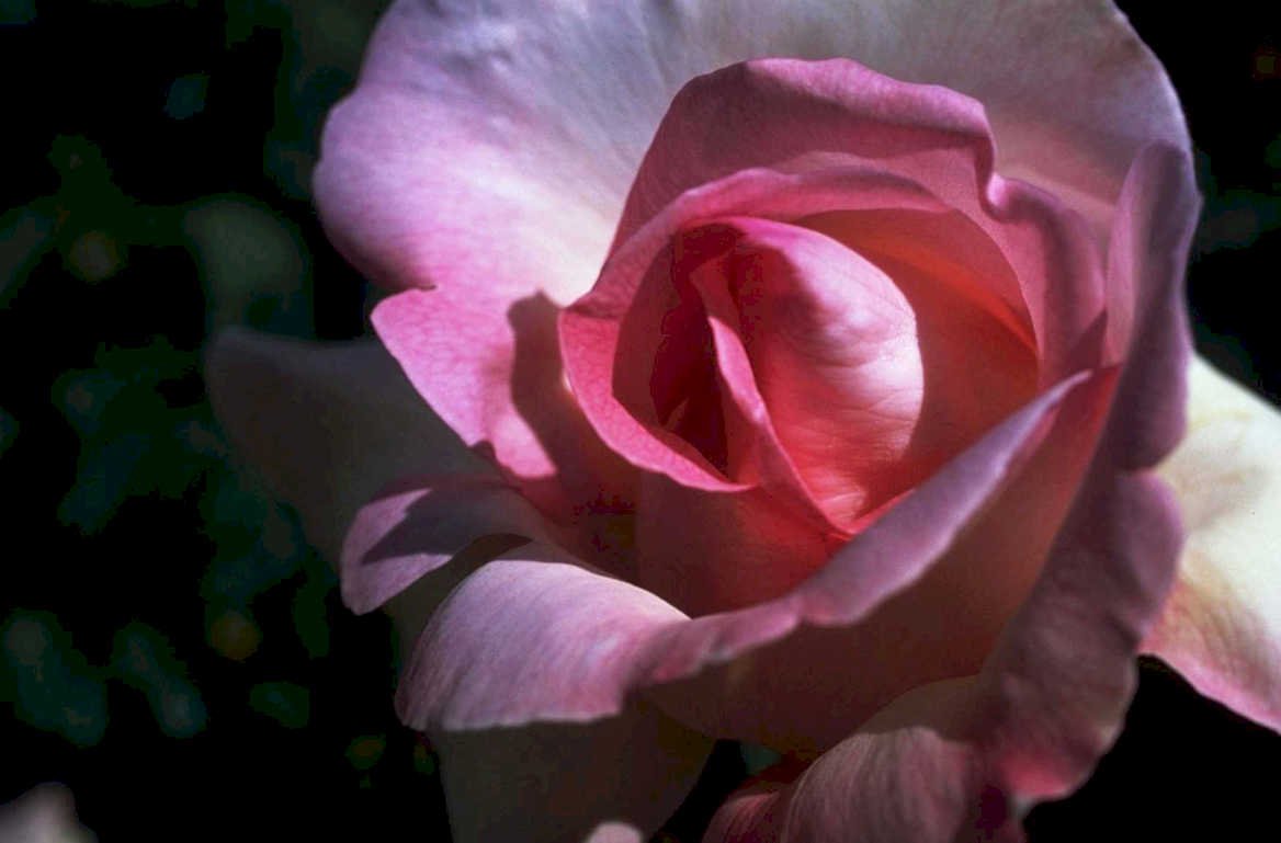 pink rose bloom1980s 1990s A4 Photo Print