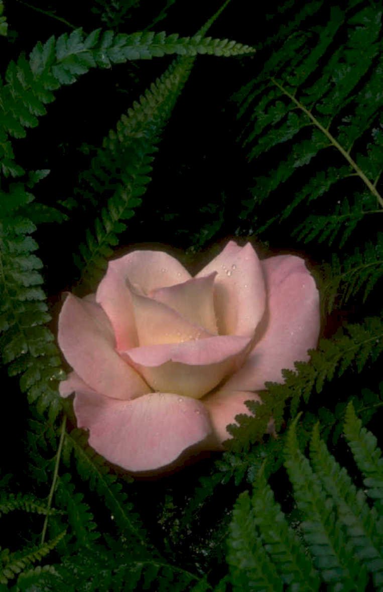 pink rose ferns 1980s 1990s A4 Photo Print