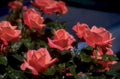 pink roses bloom 1980s 1990s A4 Photo Print