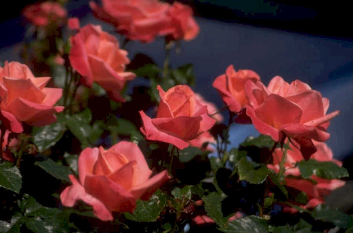 pink roses bloom 1980s 1990s A4 Photo Print