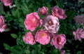 pink roses rose Vintage A4 Photo Print