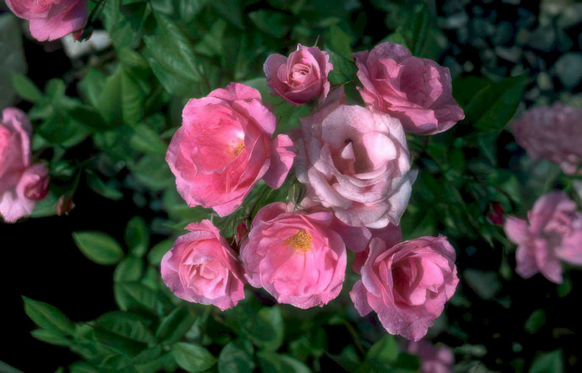 pink roses rose Vintage A4 Photo Print