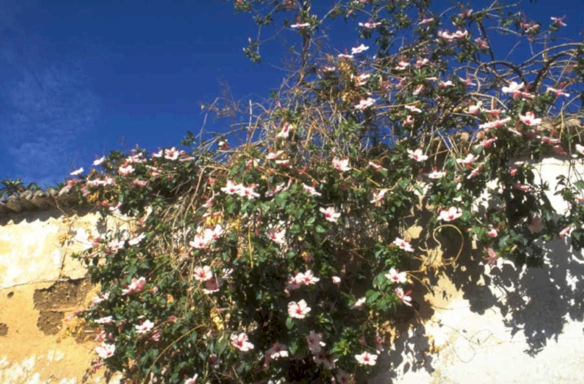 pink roses wall 1980s 1990s A4 Photo Print