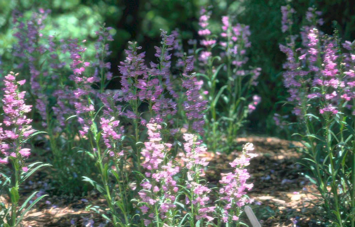 pink salvia summer Vintage A4 Photo Print