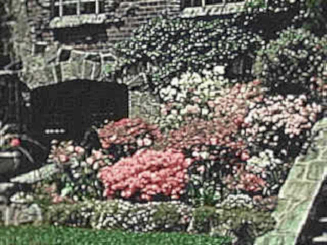 pink shrub garden1980s 1990s A4 Photo Print