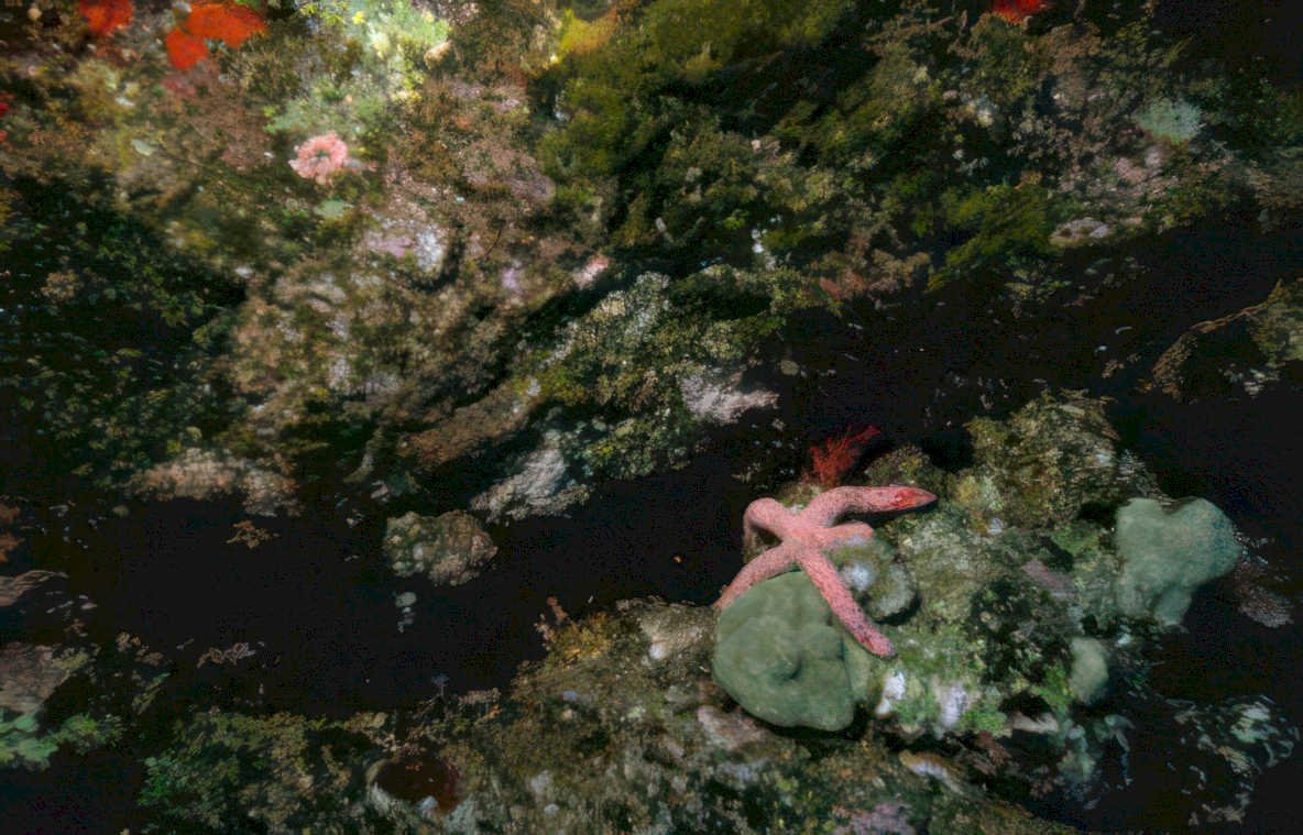 pink starfish reef Vintage A4 Photo Print