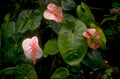 pink swordleaf plants 1980s 1990s A4 Photo Print