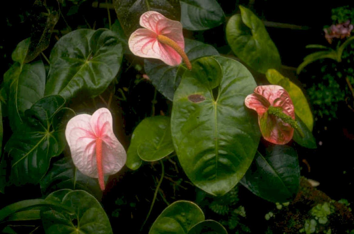 pink swordleaf plants 1980s 1990s A4 Photo Print