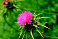 pink thistle bloom1980s 1990s A4 Photo Print