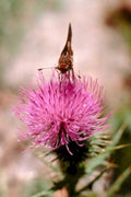 pink thistle moth1980s 1990s A4 Photo Print