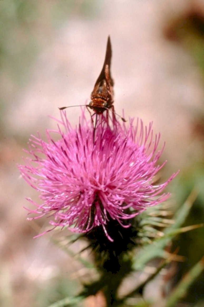 pink thistle moth1980s 1990s A4 Photo Print