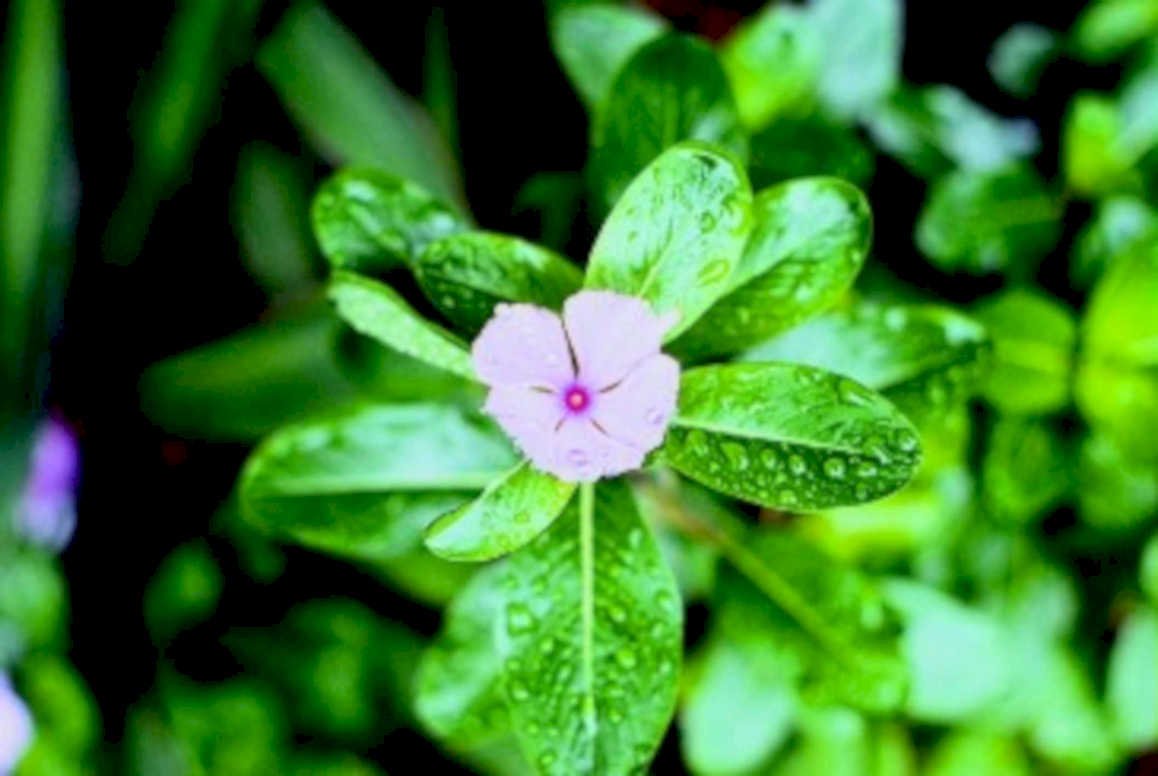 pink vinca flower1980s 1990s A4 Photo Print