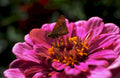 pink zinnia butterfly1980s 1990s A4 Photo Print