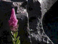 pinkflowercliffspiderweb1980s 1990s A4 Photo Print