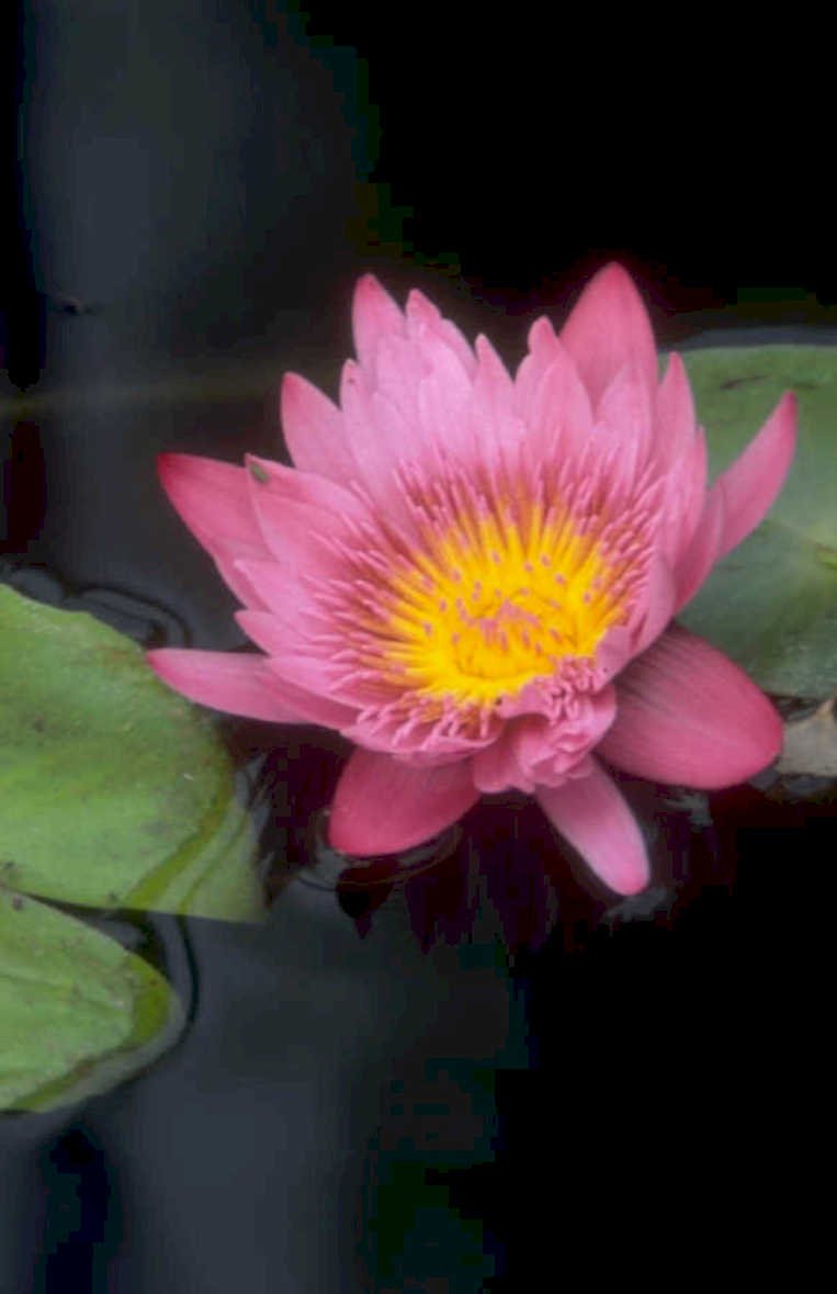 pinkwaterlily dusk reflection 1980s 1990s A4 Photo Print