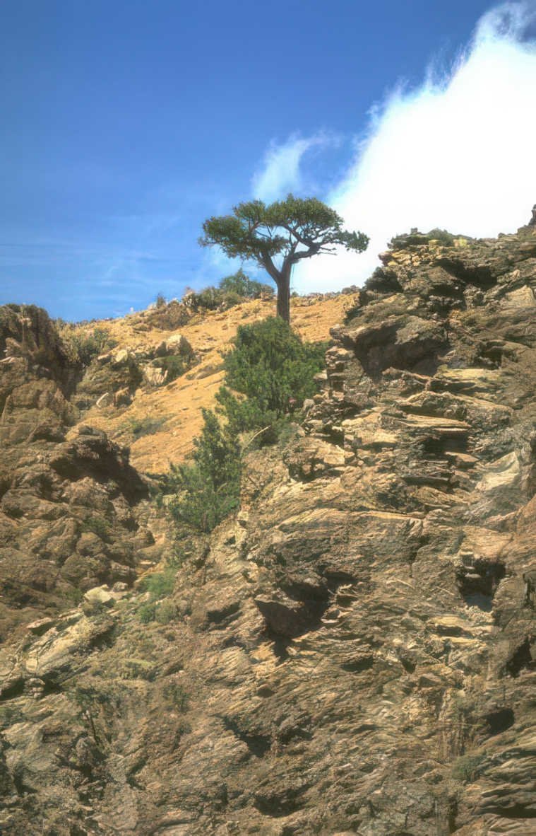 pinyon pine redrock Vintage A4 Photo Print