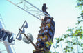 pirate coaster ride Vintage A4 Photo Print