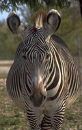 plains zebra portrait 1980s 1990s A4 Photo Print