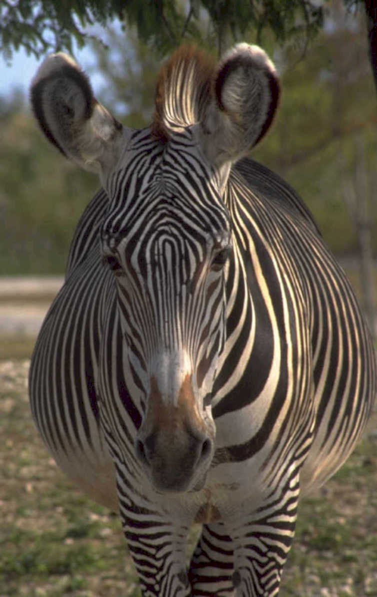 plains zebra portrait 1980s 1990s A4 Photo Print