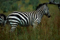 plains zebra stripes1980s 1990s A4 Photo Print