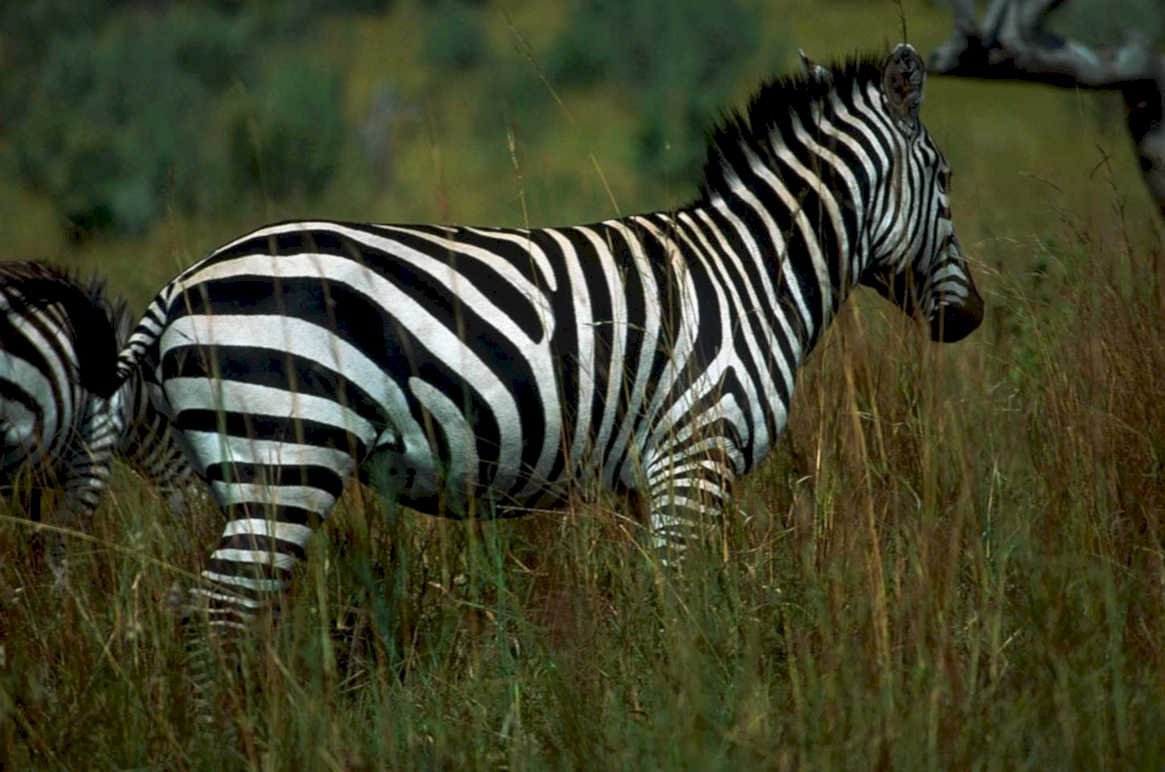 plains zebra stripes1980s 1990s A4 Photo Print