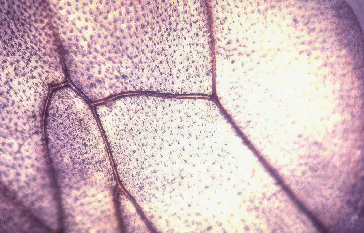 plant cell mesophyll Vintage A4 Photo Print