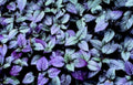 plectranthus windowbox foliage1980s 1990s A4 Photo Print