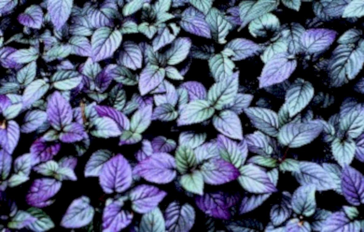 plectranthus windowbox foliage1980s 1990s A4 Photo Print