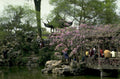 plum blossom garden 1980s 1990s A4 Photo Print