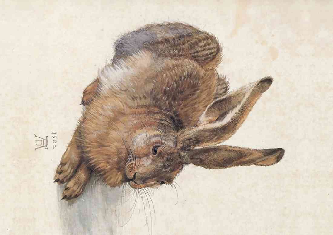 plus Field hare by Durer A4 Photo Print