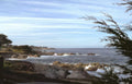 point lobos coastline Vintage A4 Photo Print