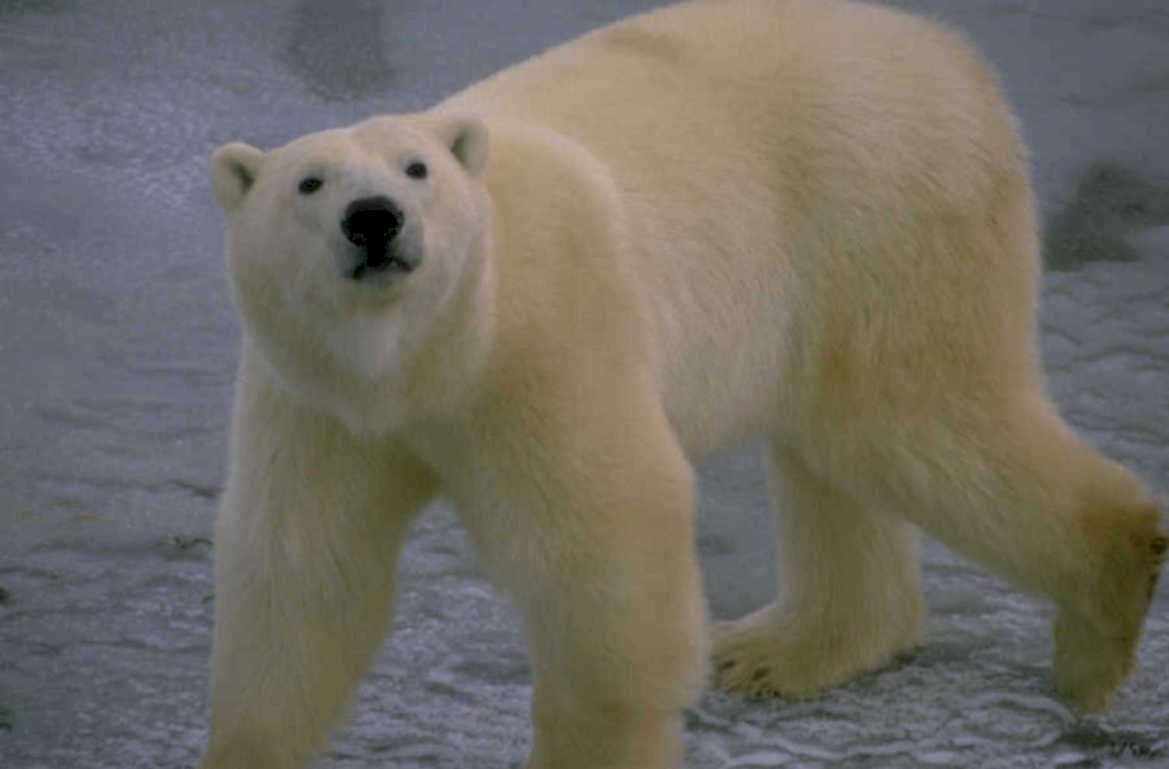 polar bear arctic 1 1980s 1990s A4 Photo Print