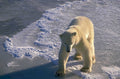 polar bear arctic 2 1980s 1990s A4 Photo Print 42