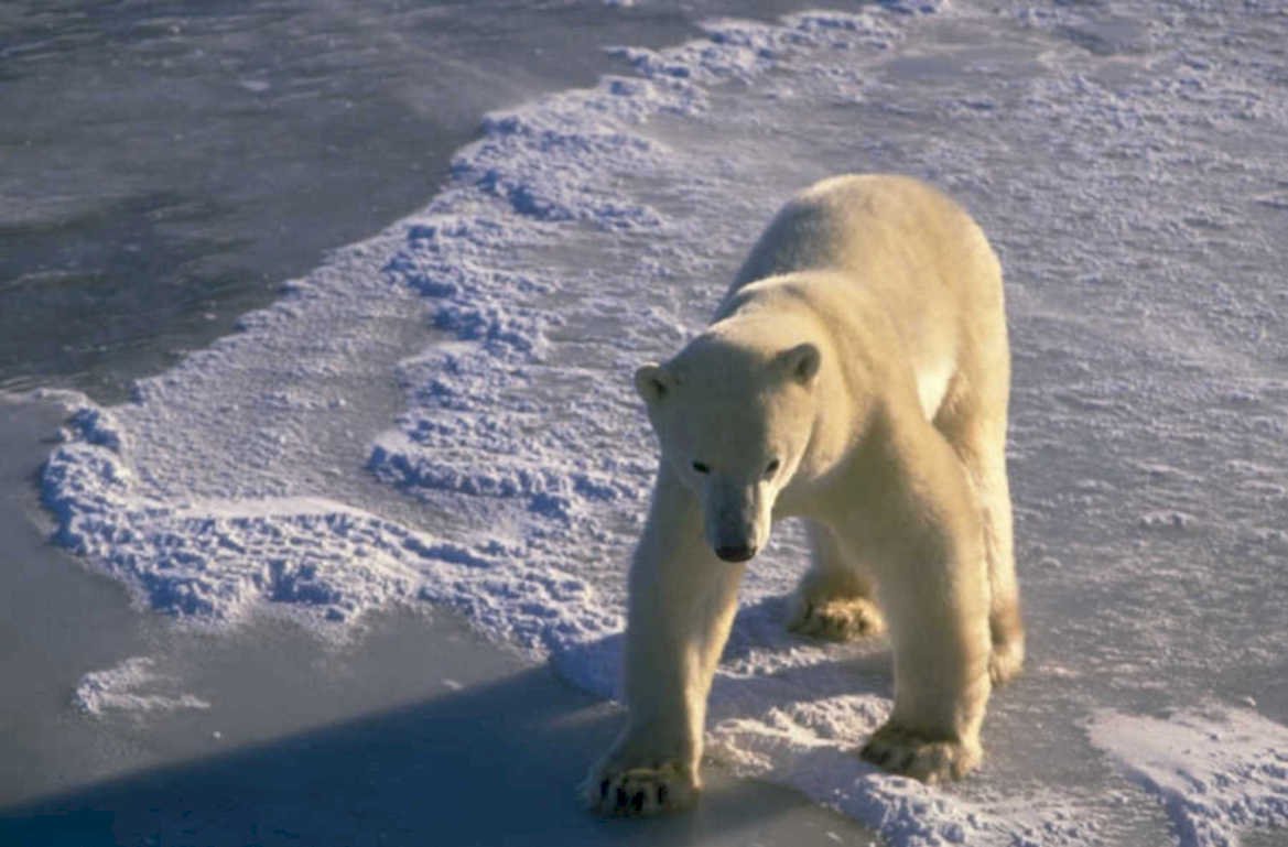 polar bear arctic 2 1980s 1990s A4 Photo Print 42