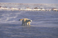 polar bear arctic 2 1980s 1990s A4 Photo Print