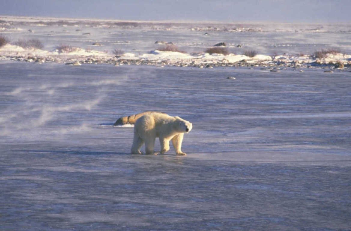 polar bear arctic 2 1980s 1990s A4 Photo Print