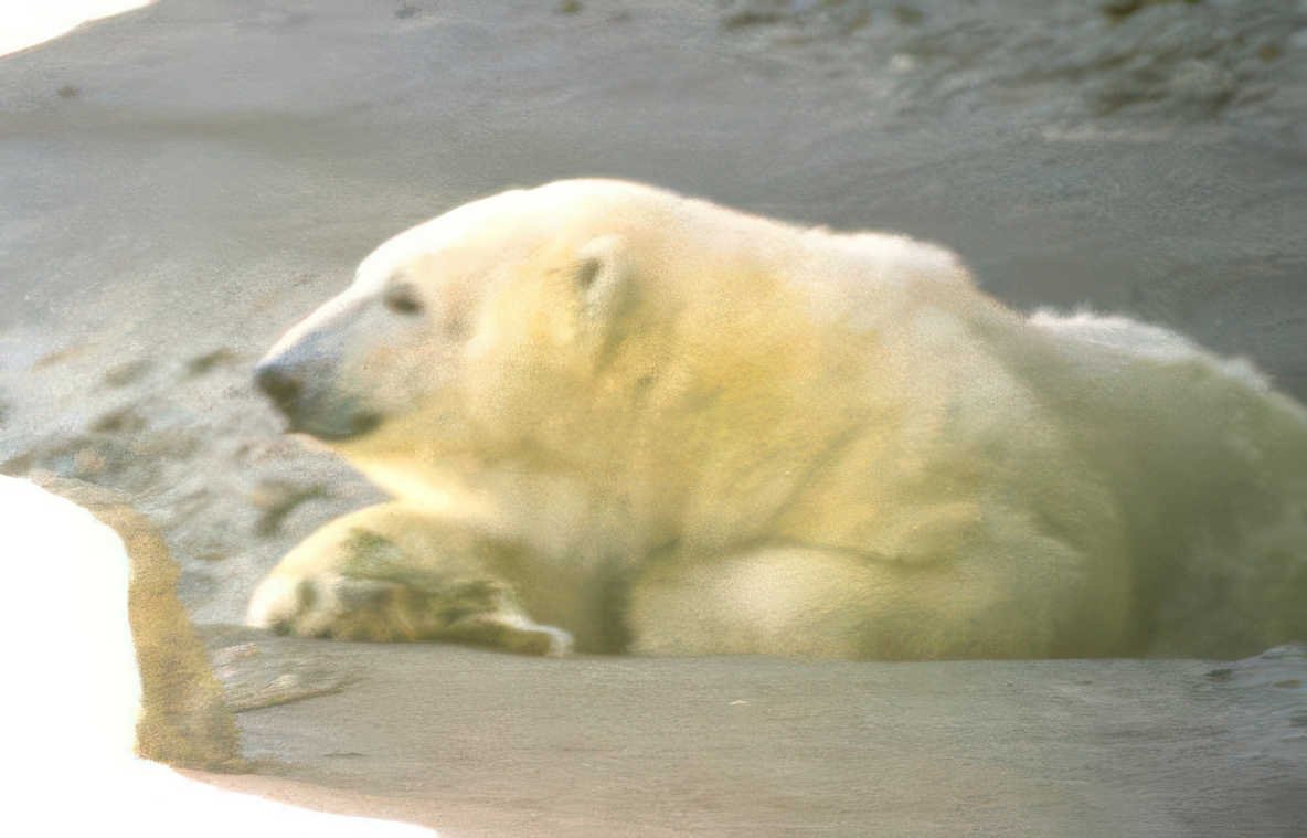 polar bear beach Vintage A4 Photo Print