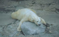 polar bear boulder Vintage A4 Photo Print