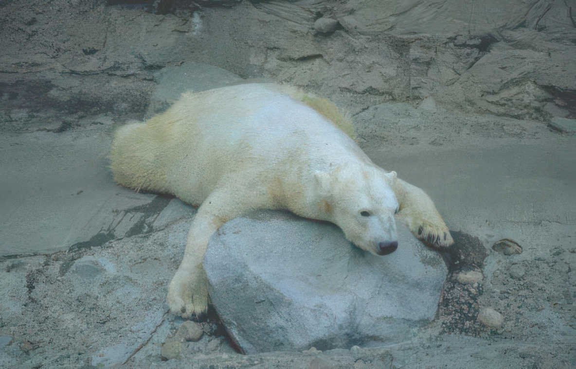 polar bear boulder Vintage A4 Photo Print